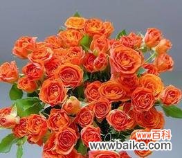 绚烂多姿的多头玫瑰 多头玫瑰的花语和寓意