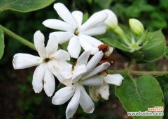 盛放绽放的生命之美 以鹅掌开花的奇迹