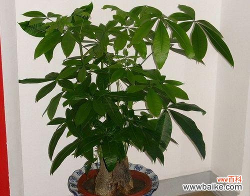 揭开发财树的神秘面纱 发财树花语的象征与寓意