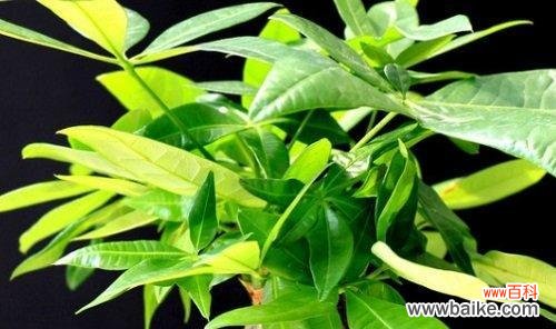 揭秘发财树开花的好处与禁忌 发财树开花的风水寓意