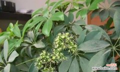 发财树开花预示着什么 发财树开花的预示意义