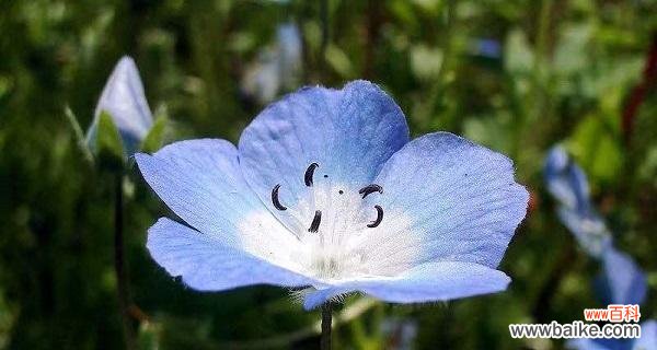 探索粉蝶花的神秘花语 粉蝶花的花语与意义