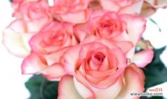 传递爱意和浪漫 粉色玫瑰的花语与送礼注意事项