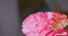 探索粉康乃馨花语的深层含义 粉康乃馨花语