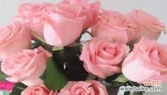 探寻粉玫瑰所传达的情感和象征 粉玫瑰的花语及其意义