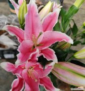 探索粉色百合背后的神秘花语 粉色百合的花语与意义