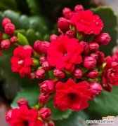 哪种花象征热烈爱情？如何用花卉表达热情的情感？