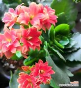 古典祝福寓意的花包含哪些种类？