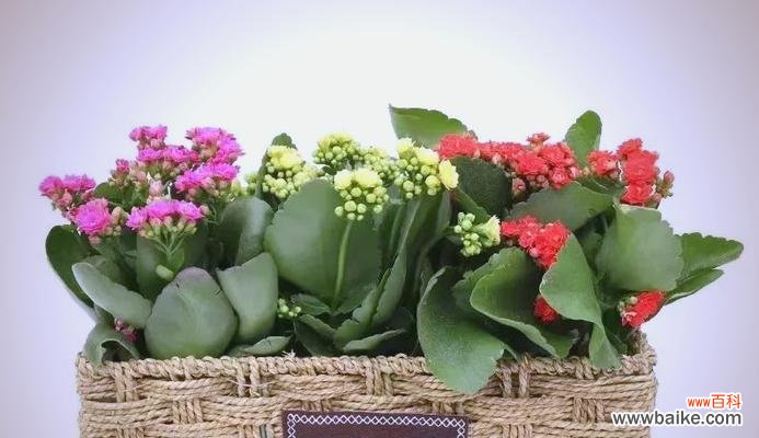 长寿花象征着幸福吗?