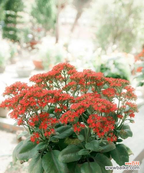 长寿花象征着幸福吗?