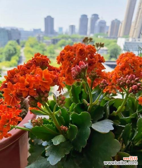 长寿花象征着幸福吗?