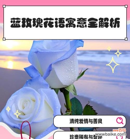 墨玫瑰的吉庆花语有哪些？