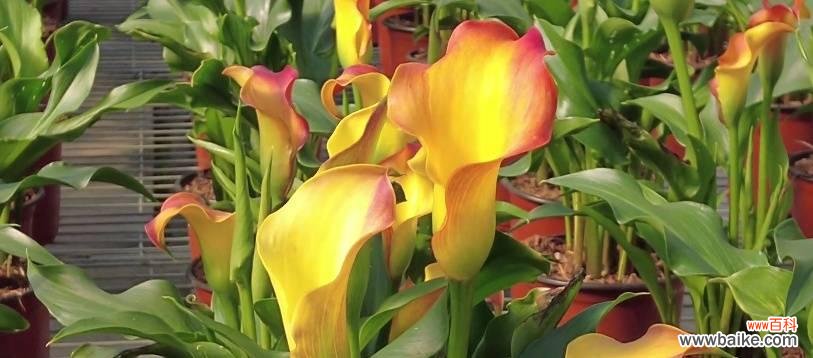 彩色花镯子的寓意是什么？花镯子在文化中的象征意义？