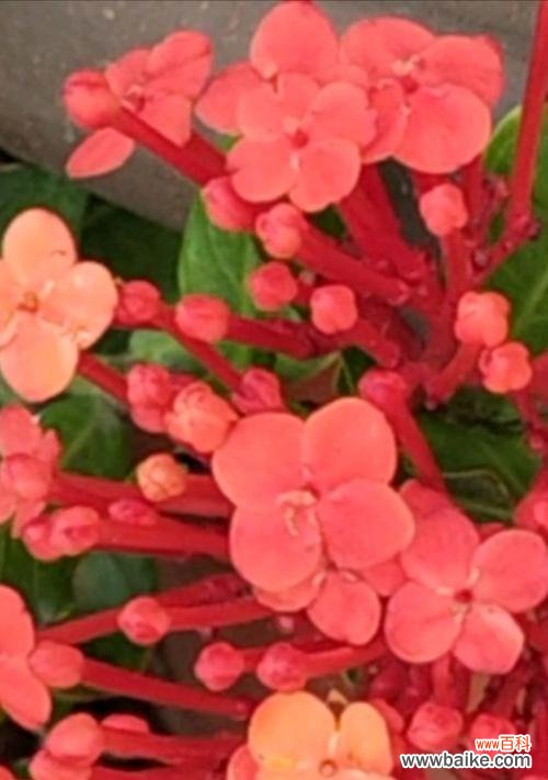 龙船花象征着什么吉祥意义?