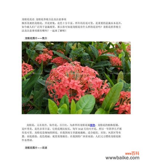 龙船花象征着什么吉祥意义?