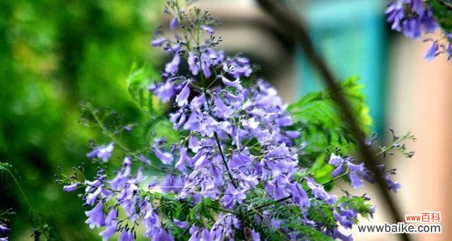 象征爱情的稀有树花是什么?它有哪些特别的寓意?