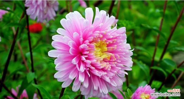 传递幸福与希望的翠菊，唤醒内心深处的美好向往 翠菊花语