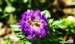 探寻白色翠菊的花语，了解其象征的美丽与坚韧 白色翠菊的花语