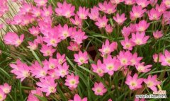 揭示生命的美丽和坚韧 葱兰花语