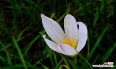 葱兰花语的意义及传承 葱兰花语