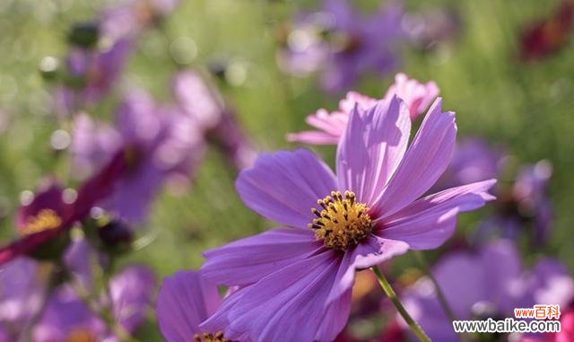 大波斯菊的深刻内涵和积极正能量 大波斯菊的花语