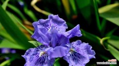 探索大扁竹兰的花语及其象征意义，传递纯洁与坚韧之美 大扁竹兰的花语