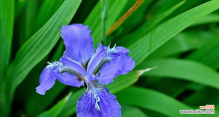 探索大扁竹兰的花语及其象征意义，传递纯洁与坚韧之美 大扁竹兰的花语