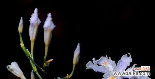 探索大扁竹兰的花语及其象征意义，传递纯洁与坚韧之美 大扁竹兰的花语