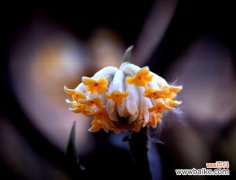 用花语诠释生活的美妙 打结花，花开如诗