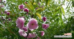 揭示翠竹象征意义的深层内涵 翠竹的象征意义