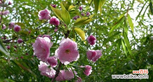 揭示翠竹象征意义的深层内涵 翠竹的象征意义