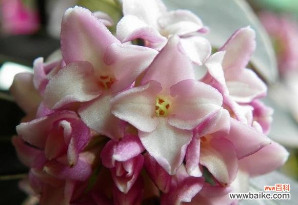 揭示翠竹象征意义的深层内涵 翠竹的象征意义