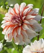 探索大丽花的花语，感受它传递的情感与信息 大丽花花语