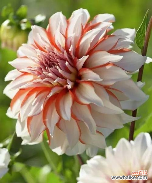 探索大丽花的花语,感受它传递的情感与信息 大丽花花语