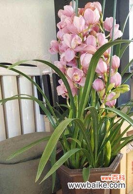 以大花蕙兰为主题的花语及象征意义 大花蕙兰