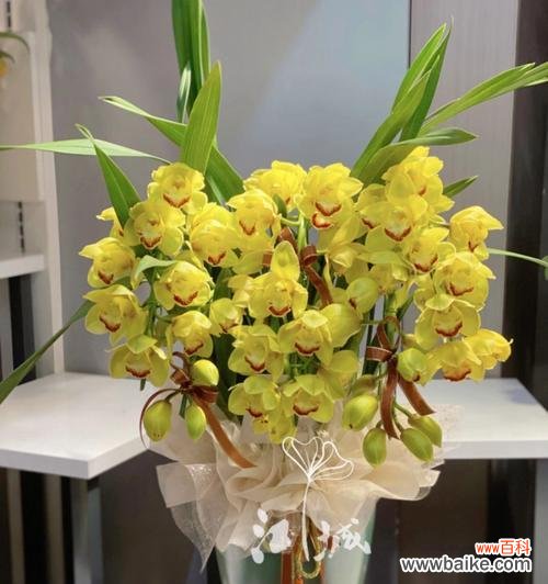 以大花蕙兰为主题的花语及象征意义 大花蕙兰