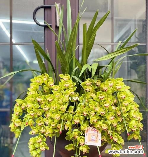 以大花蕙兰为主题的花语及象征意义 大花蕙兰