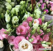 探索花语背后的爱情密码 花语