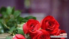 追寻花海中的浪漫世界 探索爱情花卉之美