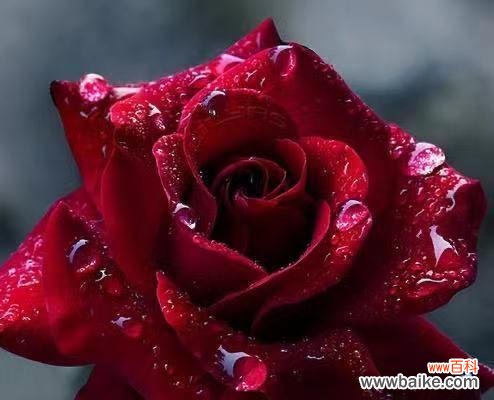 追寻花海中的浪漫世界 探索爱情花卉之美