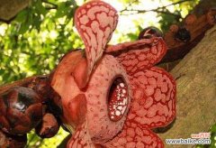 一朵神奇的花的故事 《大王花花语》