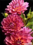 探寻大丽花的花语背后的文化内涵 大丽花的花语意义及传承之美