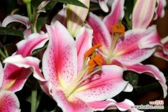 探寻粉色百合花的神秘魅力 粉色百合花的象征意义与美丽魅力