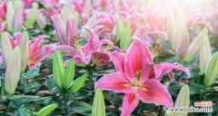 探索粉色百合花背后的深刻含义 粉色百合花的花语与寓意——传递爱与美的象征