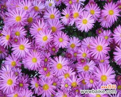 绽放快乐与爱意的小精灵 粉色雏菊的花语与寓意——传递温暖与希望的花朵