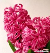 探寻风信子花束中的爱情与祝福 《粉色风信子的花语和寓意》