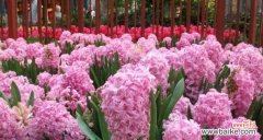 探索粉色风信子的深层寓意与传达的情感 粉色风信子花语