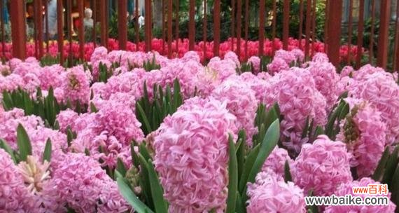 探索粉色风信子的深层寓意与传达的情感 粉色风信子花语