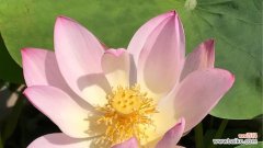 寓意深远的粉色荷花 粉色荷花