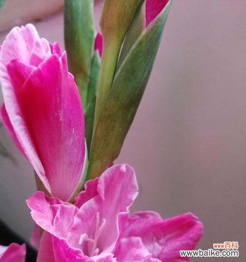 神秘而优雅 粉色剑兰的花语和寓意